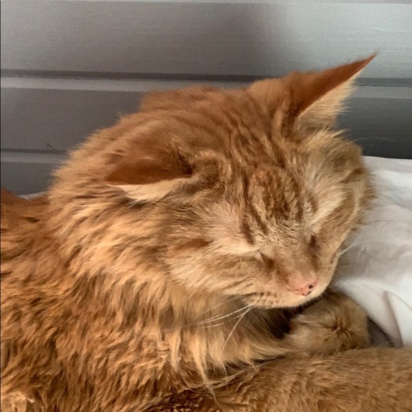 Meet your Posher, Sarah - Picture 1 of 1